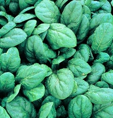 Spinach Spinacia oleracea Days: 39 Tried and True Smooth leaf slightly savoyed Resistant to