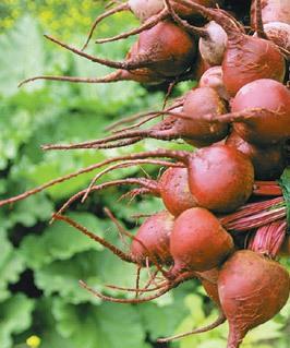 Beet Round Red Beta vulgaris Best all around beet Rapid growth 50 days Sweet flavor and tenderness