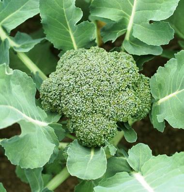 Broccoli Brassica oleracea var.