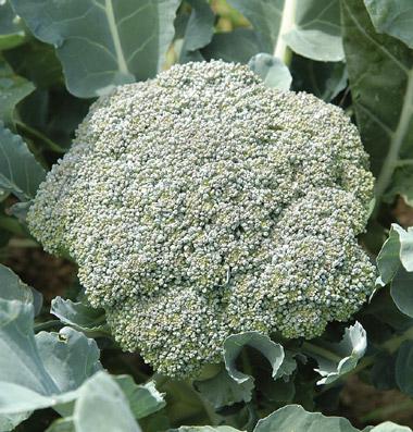 Broccoli Brassica oleracea var.