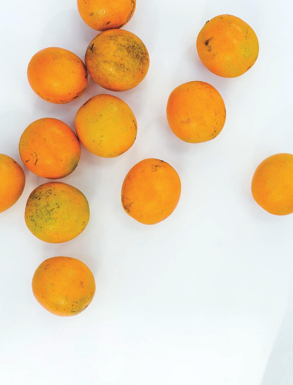 New sweet orange cultivars The Florida citrus industry now has additional options, thanks to the Citrus Cultivar Improvement Team at the UF/IFAS Citrus Research and Education Center.