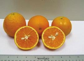 In Florida, fruit of N7-3 can generally be harvested from mid- March through June, depending on environmental conditions.
