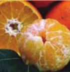 CONCLUDING REMARKS The UF/IFAS CREC has released six new sweet orange cultivars that have potential to improve productivity, NFC juice and fresh fruit quality, across the entire harvest season.
