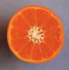 There are many more sweet orange selections being evaluated in our breeding pipeline, and focus now is concentrated on the identification of any clones that might show enhanced tolerance to HLB.