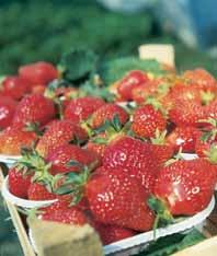 1 Raspberries 27 4 1 1 1 Redcurrants 27 4 1 1 1 trawberries - June bearers 17 2 - Everbearers 17 5 Vines 17 5 This