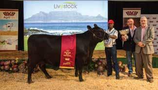 Puttergill Goldwyn Sweetie of Puttergill Holsteins in the Eastern Cape, which was crowned the Absa Dairy Queen, has set a new record by successfully defending her title.