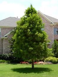 Taxodium Distichum Baldcypress Height: 50-70 feet Bloom Time: March - April Spread: 20-30 feet Soil: moist or dry