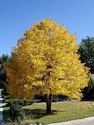 the American Linden boasts a lush green coloration in the summer shifting to a more relaxed yellow in