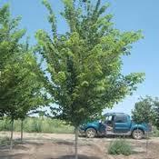 Ulmus Americana American Elm Height: 60-80 feet Bloom Time: March Spread: 30-60 feet Soil: