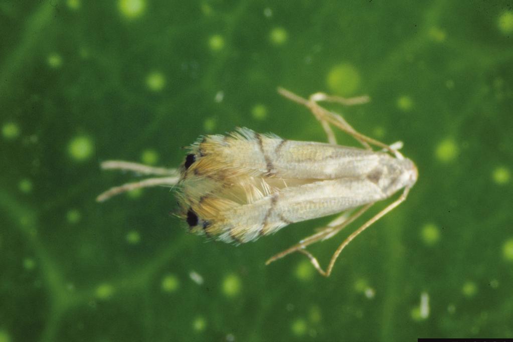 Citrus leafminer, Phyllocnistis citrella Adults are moths with iridescent scales and a black spot on each wing.