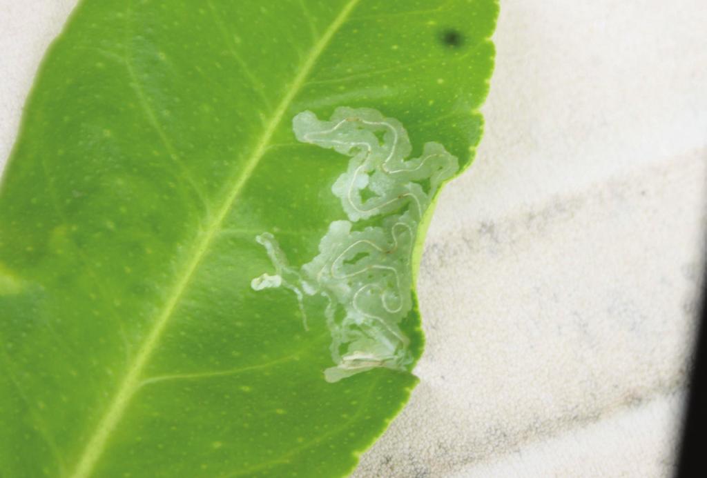 Citrus leafminer, Phyllocnistis citrella Larvae leave mine-like tunnels on leaves. These tunnels can be an entry point for plant pathogens.