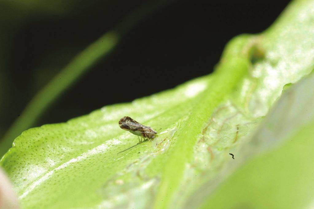 Asian citrus psyllid, Diaphorina citri The Asian citrus psyllid is an exotic pest that is the