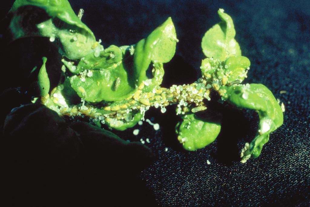 Asian citrus psyllid, Diaphorina citri Citrus greening is a serious disease that can shorten the life of infected trees. The disease is untreatable.