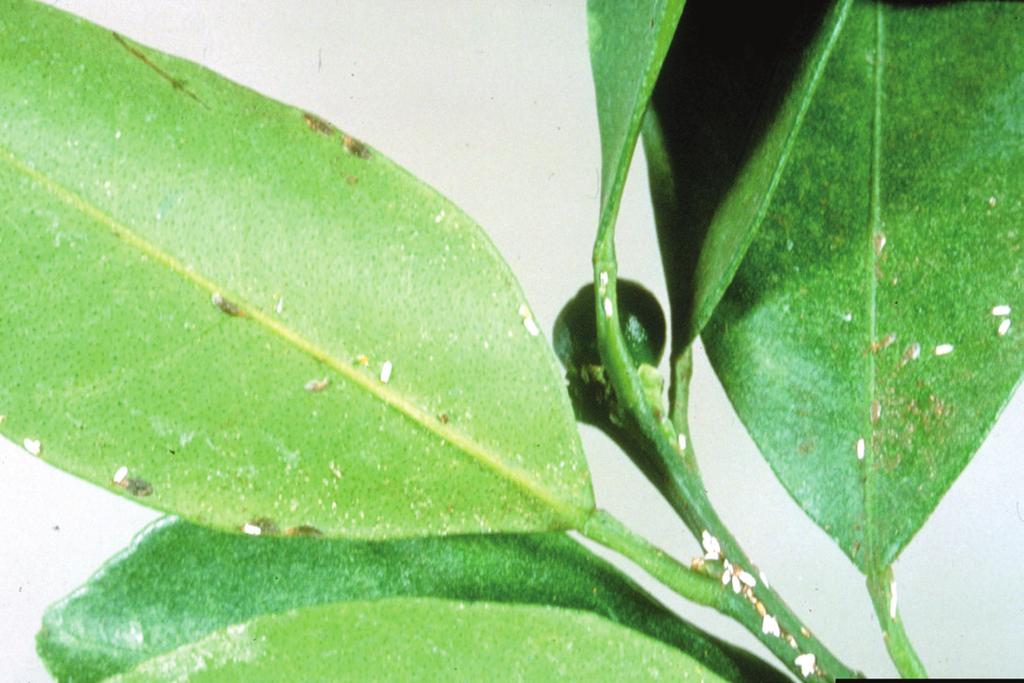 Scale, Coccoidea Family Many types of scale insects can be found in citrus.