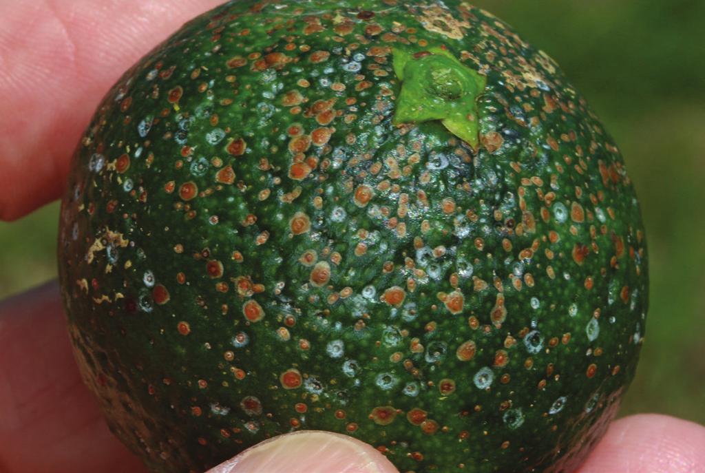 Scale, Coccoidea Family Scale can be seen on the fruit, leaves, and stems. Once scale has hardened on the fruit it cannot be easily controlled or removed.