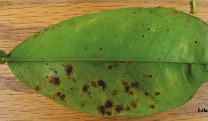 Greasy Spot, Mycosphaerella citri Management tips: Remove fallen leaves to reduce inoculum levels.