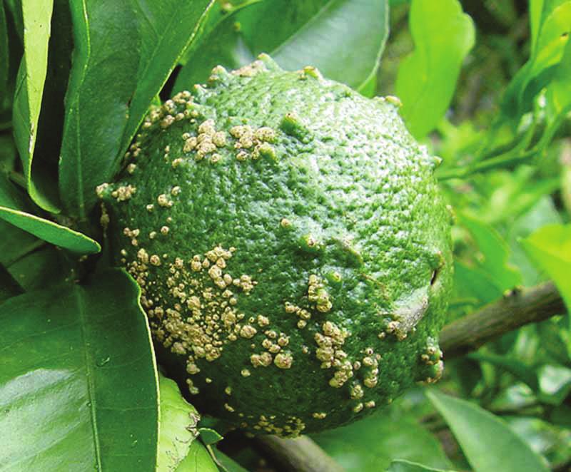 Citrus Scab, Elsinoe fawcettii Foliar symptoms consist of fingerlike projections or lesions that may contain a tan pustule at the tip.
