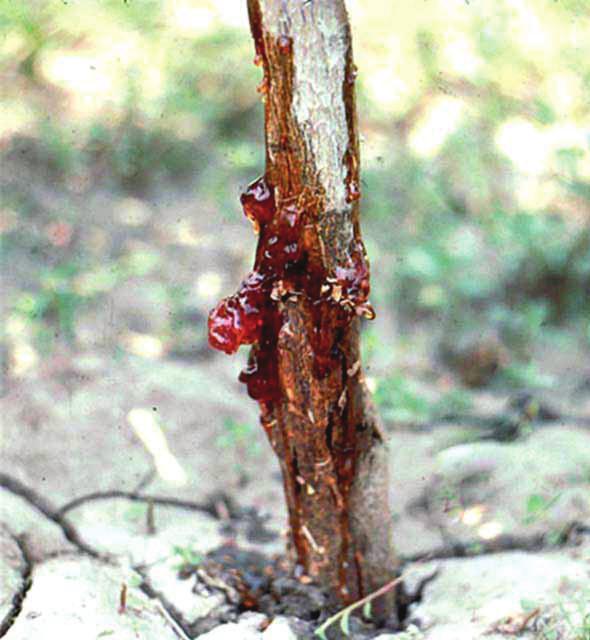 Phytophthora Root Rot, Phytophthora nicotianae Initial symptoms include vein yellowing followed by yellow foliage, poor growth, and shoot dieback.
