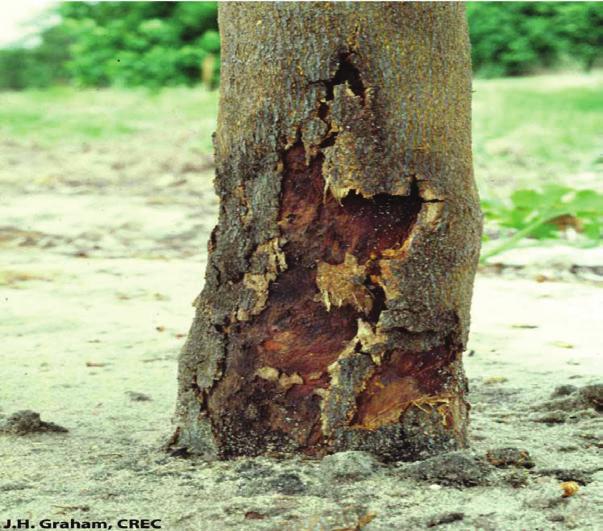 Phytophthora Root Rot, Phytophthora nicotianae Management tips: Use resistant rootstock