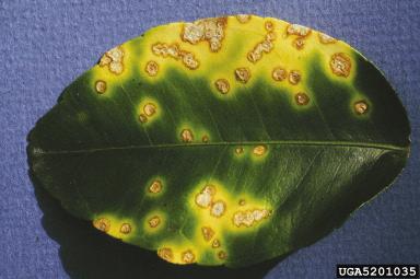 Citrus Canker, Xanthomonas axonopodis pv. citri Foliar lesions have raised, concentric circles on the underside of the leaf.