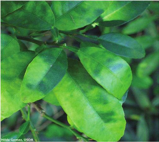 Citrus Greening or Huanglongbing (HLB), Candidatus Liberibacter asiaticus The most characteristic symptom of HLB is blotchy
