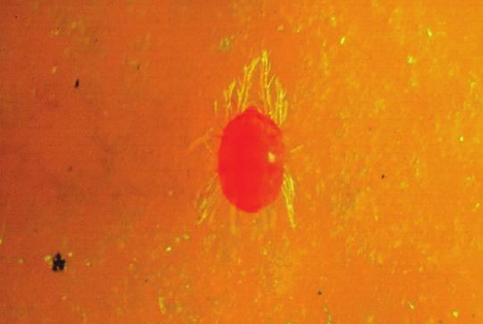 Citrus Red Mite, Panonychus citri Citrus red mites are red in color and approximately 0.55 mm long.