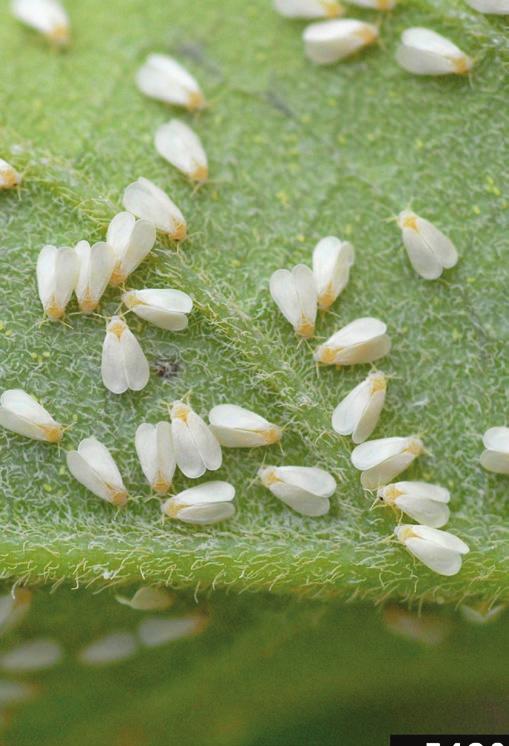 Citrus whitefly, Dialeurodes citri Citrus whiteflies are small,
