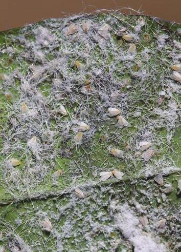 Citrus whitefly, Dialeurodes citri They feed on foliage, causing sooty mold growth on fruit,