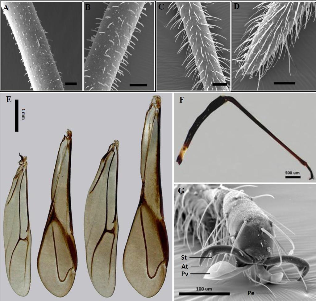 Morphology of Javanese Helopeltis bradyi 115 Figure 4. The appendages of Helopeltis bradyi.