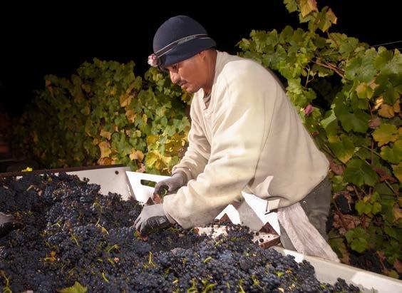 Oct. 19, 2016 2016 California Wine Harvest Report Early, Normal Yield, Exquisite Quality The 2016 California wine harvest is of exceptional quality, thanks to rains last winter and a relatively even