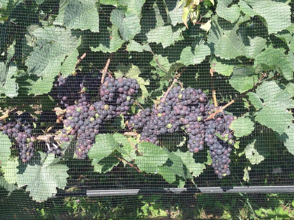 Teaching Vineyard Mike Colizzi Teaching Vineyard Phenology Update 8/20/2014 Variety, Clone & Rootstock Modified E-L Stage (1) Description Riesling- 239/ 3309 34 Berries begin to soften; Sugar starts
