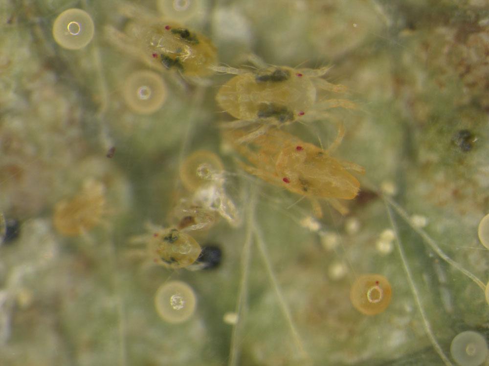 Credits: S.I. Rondon, Figure 3. Eggs, nymphs, and adults of the twospotted spider mite on a strawberry leaflet. Credits: S.I. Rondon, Traditionally, control strategies for twospotted spider mite require applications of miticides during the production season (e.