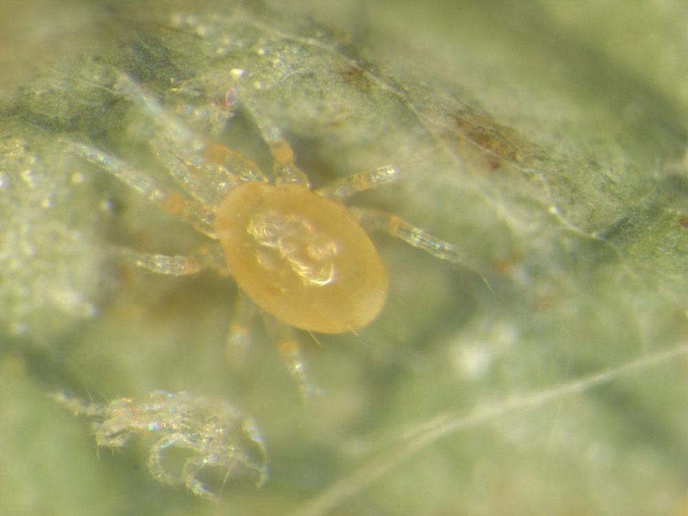 In many cases, miticides are applied when about 5-10% of the leaflets possess one or more spider mites. As a biological control method, the predatory mite Phytoseiulus persimilis (Fig.