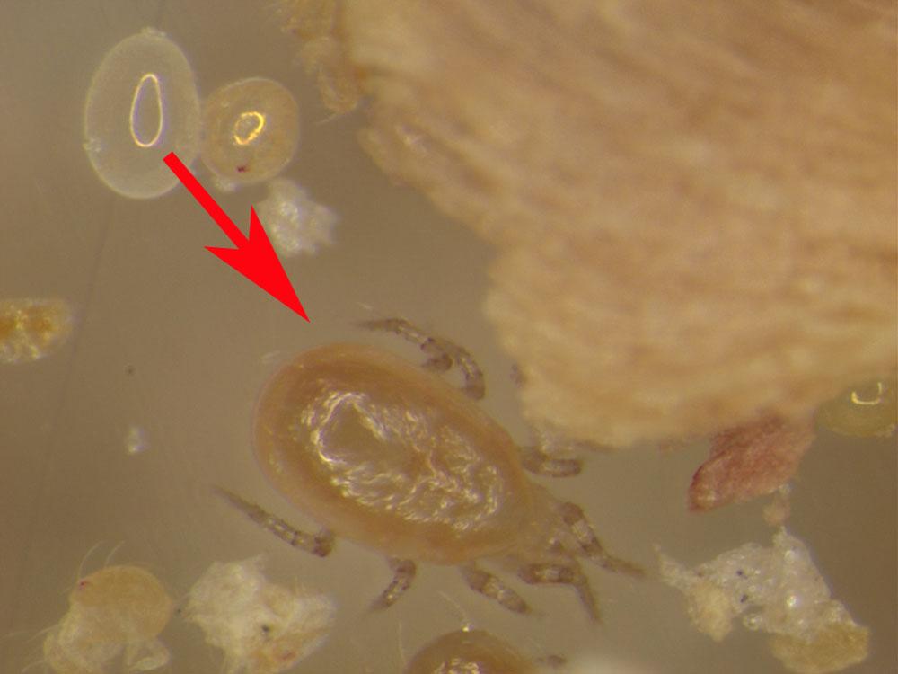 Neoseiulus californicus (Fig. 5), another predatory mite, has been used successfully in north Florida production. Figure 5.
