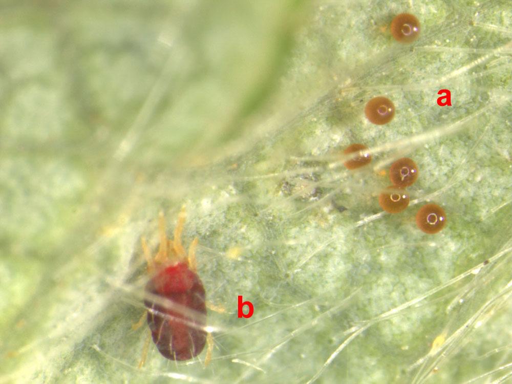 12). Figure 6. The six-spotted thrips, Scolothrips sexmaculatus, a predatory thrips that feeds on the twospotted spider mite. Credits: J.K. Clark, Univ.