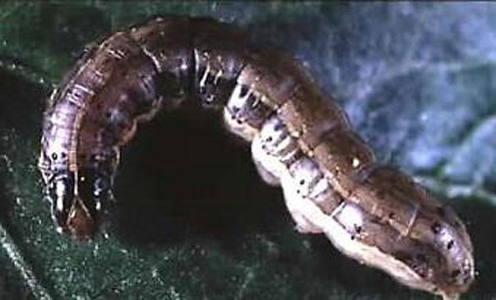 Credits: J.L. Capinera, Figure 9. Larvae of the southern armyworm, Spodoptera eridania. Larvae possess dark triangular marks along the sides of the body.