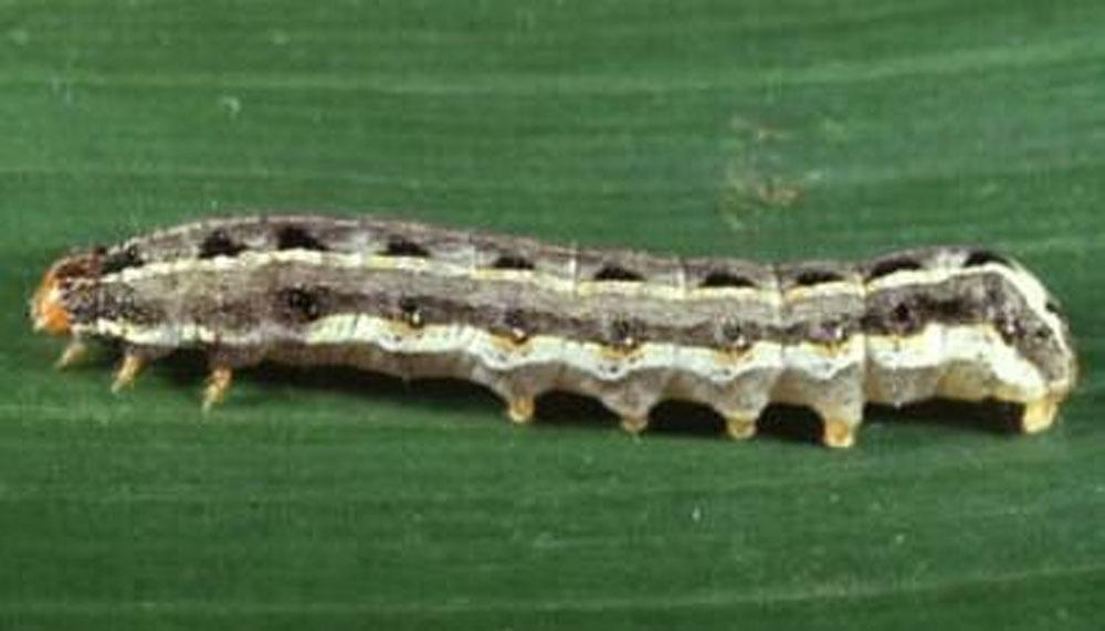 Rondon, Lepidopterous Larvae (Worms) Two species of worms can cause early losses in Florida: the fall armyworm, Spodoptera frugiperda (Fig.
