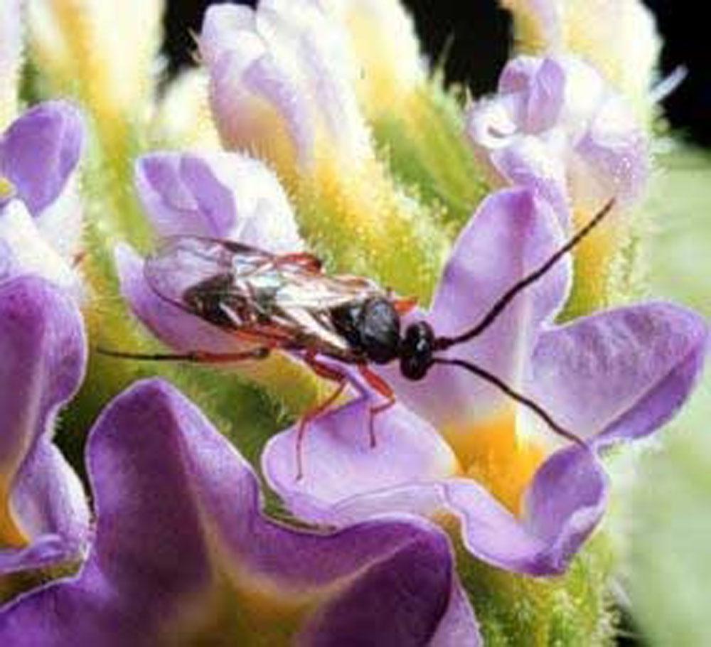 Several parasitoids wasps are commonly associated with worm control (Figs. 13 and 14).