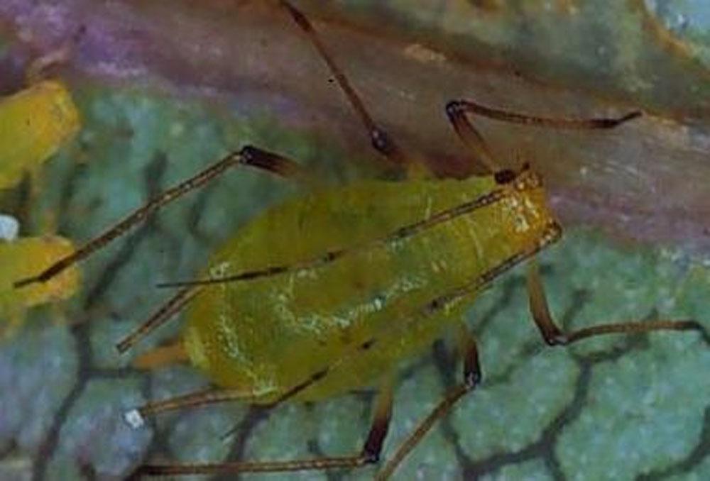 19 and 20), and diseases that contribute to aphid control can be found in the field.