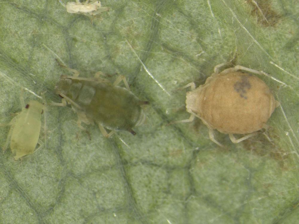 The yellow rose aphid, Rhodobium porosum, a new host record for Florida. Credits: L. Castner, Figure 19.