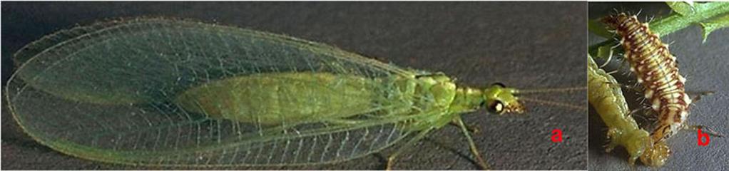 Strawberries: Main Pests and Beneficials in Florida 6 Figure 20. Lacewing adults (a) and larvae (b), such as Chrysoperla spp., can control aphids. Credits: K. Gray, O.S.U.