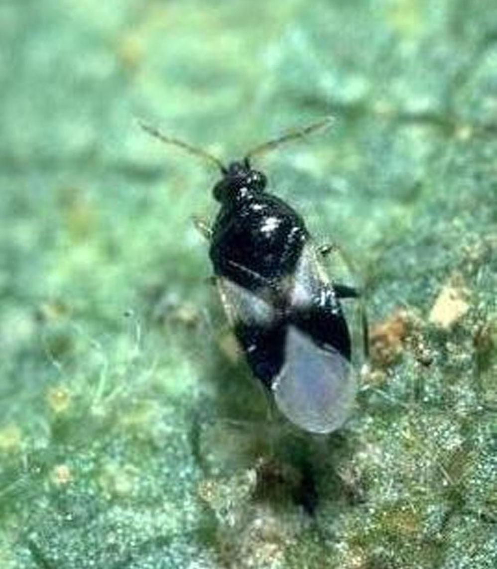 Strawberries: Main Pests and Beneficials in Florida 7 Figure 26. Damage caused by cyclamen mites. Figure 24. Orius spp, the insidious predatory flower bug. Credits: K.