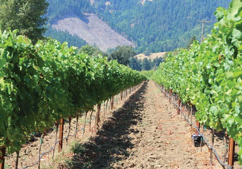Confluence Estate specializes in growing multiple clones of Pinot Noir, Chardonnay and Pinot Gris with smaller plantings of Merlot, Tempranillo and Syrah.