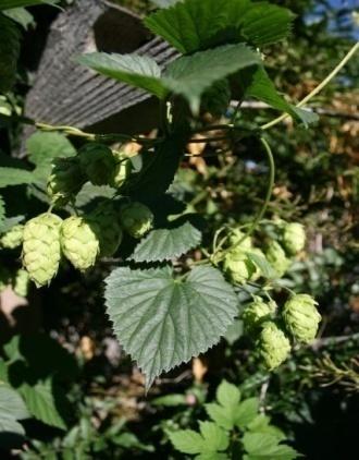Imperial IPA Brewing Tips Hop selection American high alpha acid recommended for all additions, blend for complexity and consistency.