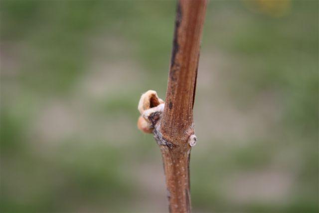 The tell tale signs of grape flea beetle feeding is apparent on the buds pictured at the right. As temperatures warm and buds begin to expand there is the potential for grape flea beetle damage.