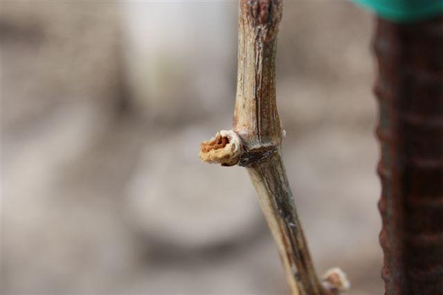Damage in the vineyard appears as hollowed out buds as pictured. Damage from grape flea beetles is sometimes confused with cutworm damage in the early season.