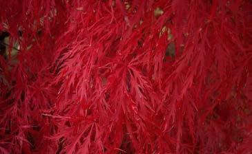 Garnet is a vigorous red laceleaf with
