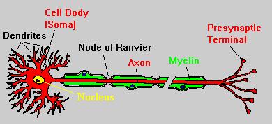 Neurons Myelin Sheath