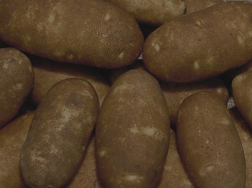 Why Has Russet Norkotah done Eye Appeal Uniform tuber shape Ideal tuber size profile so well?