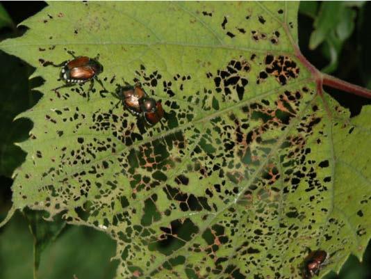 Wisconsin Fruit News Insect Pest Supplemental Feb 2, 2018 In This Issue: Japanese Beetles - Seasonal phenology and spatial distribution in vineyards page 1 Social wasps in Wisconsin vineyards page 3